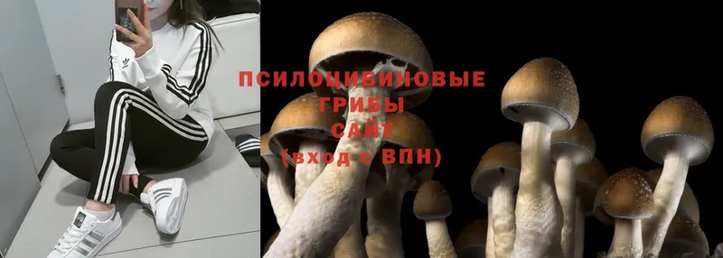 Галлюциногенные грибы Psilocybine cubensis  Сафоново 